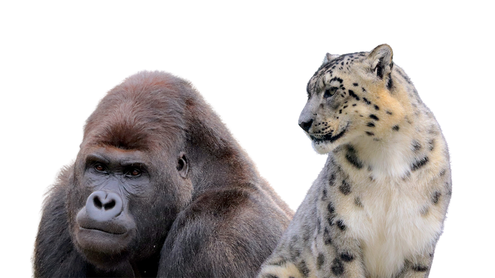 zoo animaux