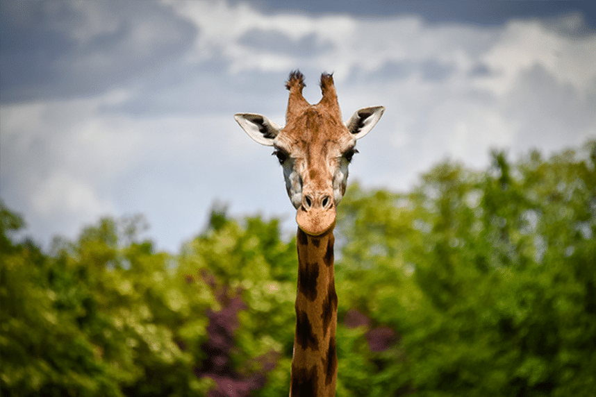 girafe 2