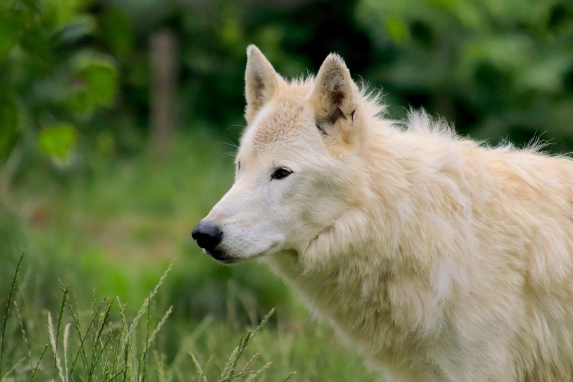 loup (2)