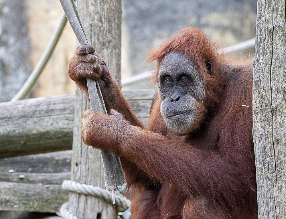 orang outan (2)