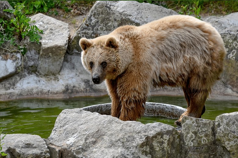 petit ours brun