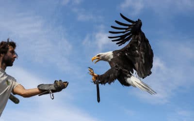 Journée des oiseaux