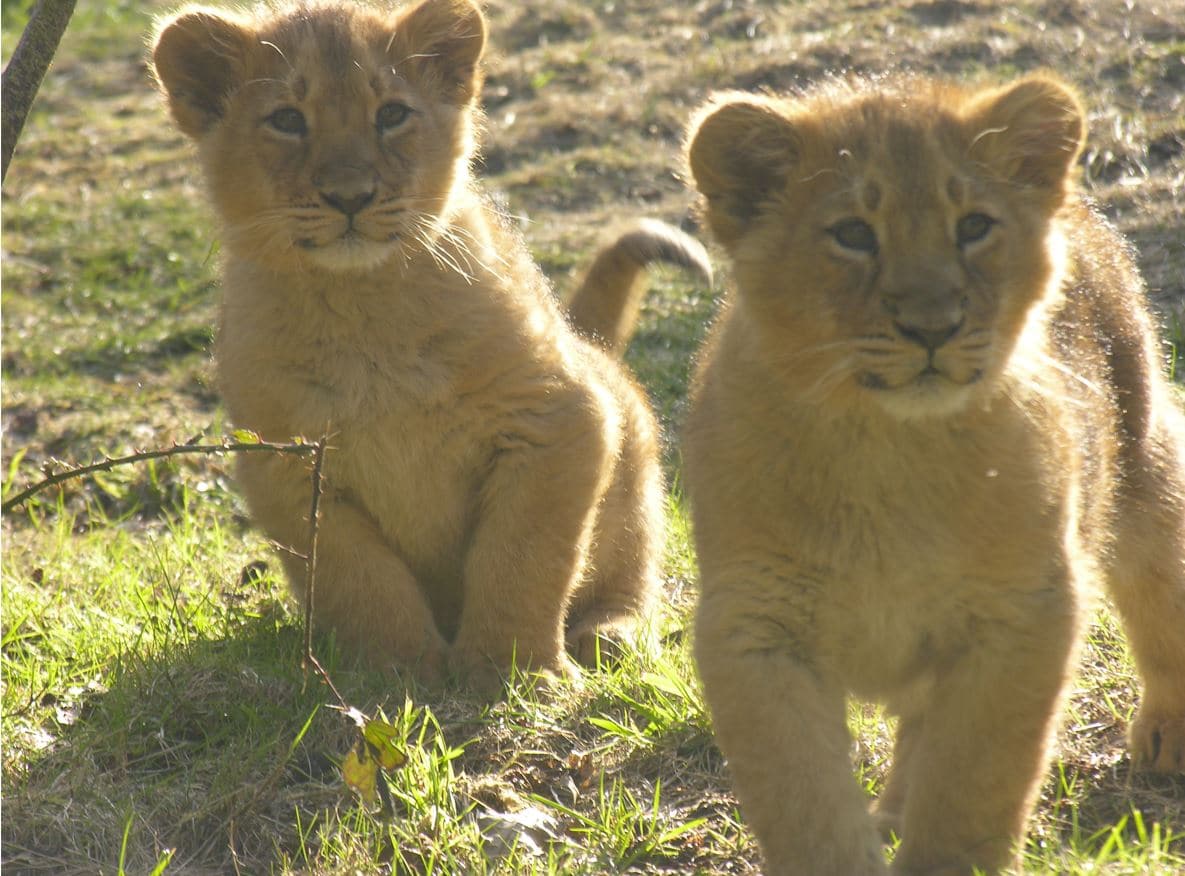 bébé lions