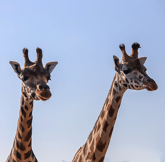 girafe - 2.jpeg