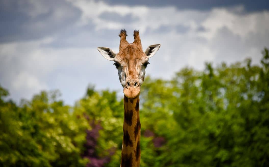 girafe vip