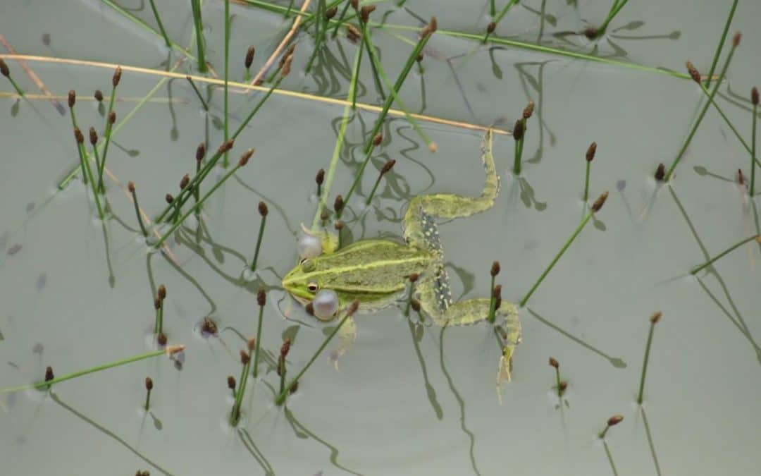 Week-end biodiversité locale