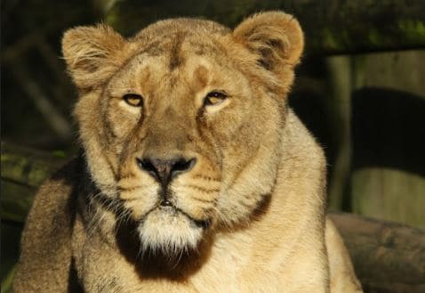 lion d'asie