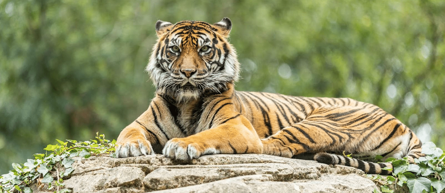 tigre de sumatra.JPG