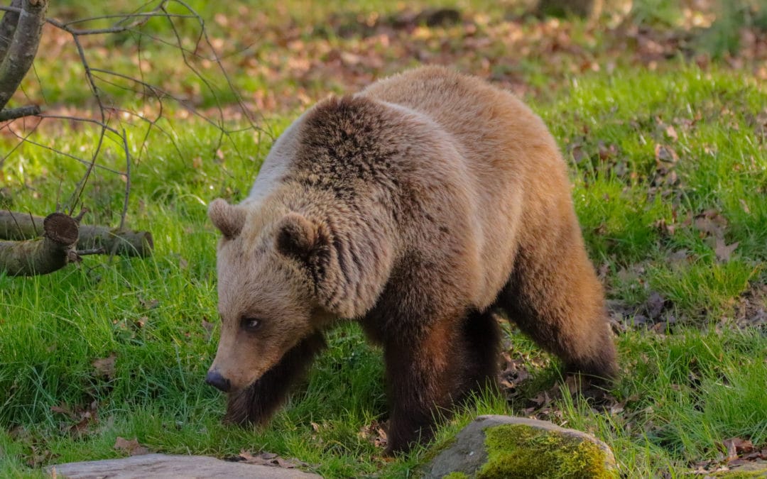 Transfert des ours bruns