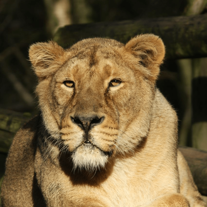 Florine petite lionne Lion-dasie-2.JPG