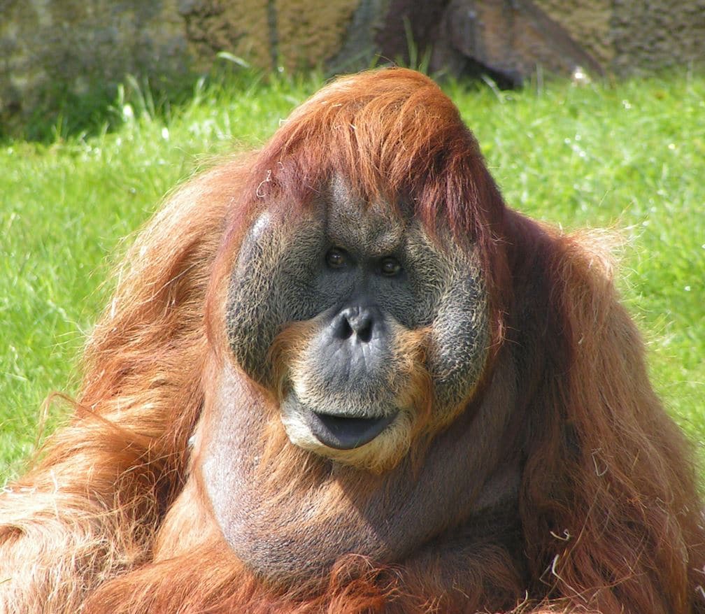 major l'orang outan