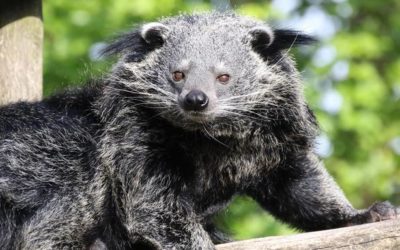 Journée du Binturong