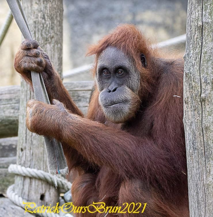 Orangoutan de Sumatra Zoo de La Boissière du doré