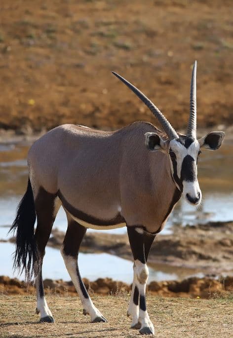 oryx gemsbok
