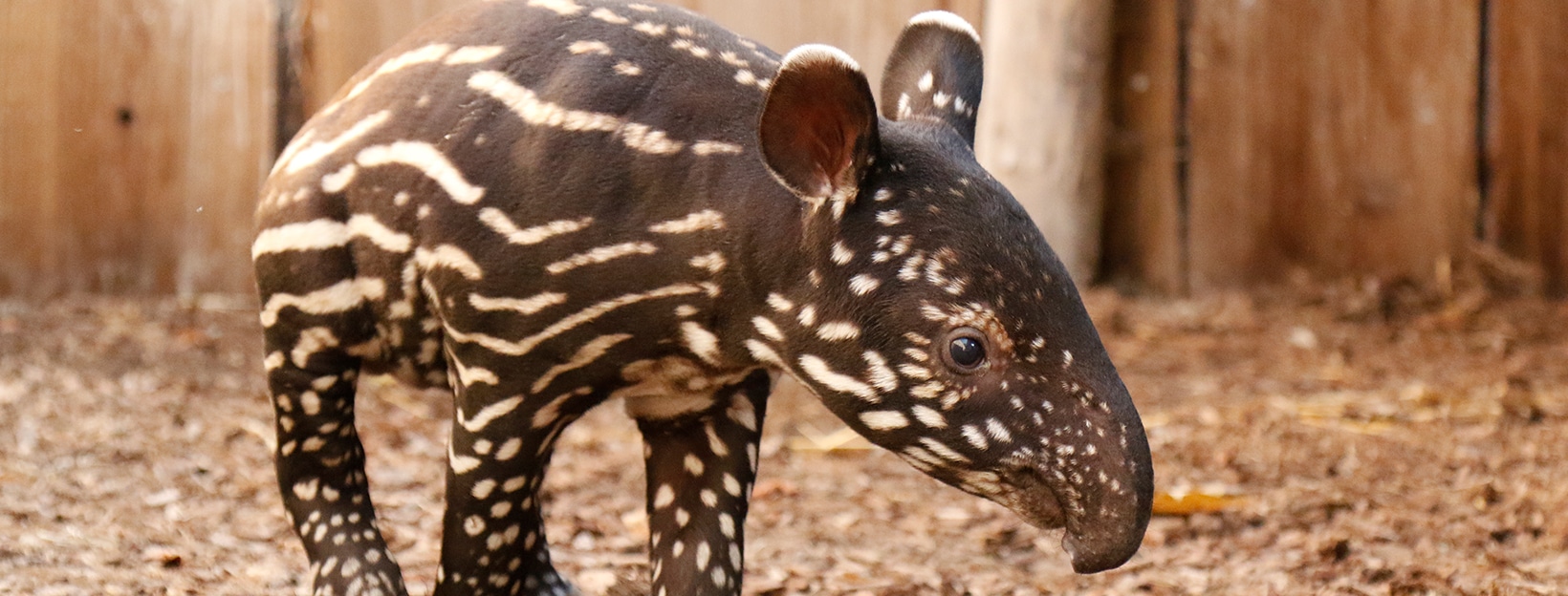 bébé tapir malais
