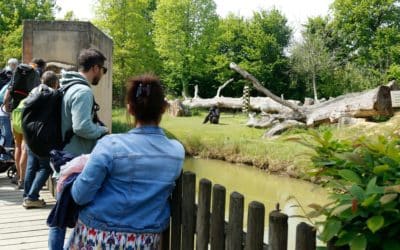 Journée des grands singes