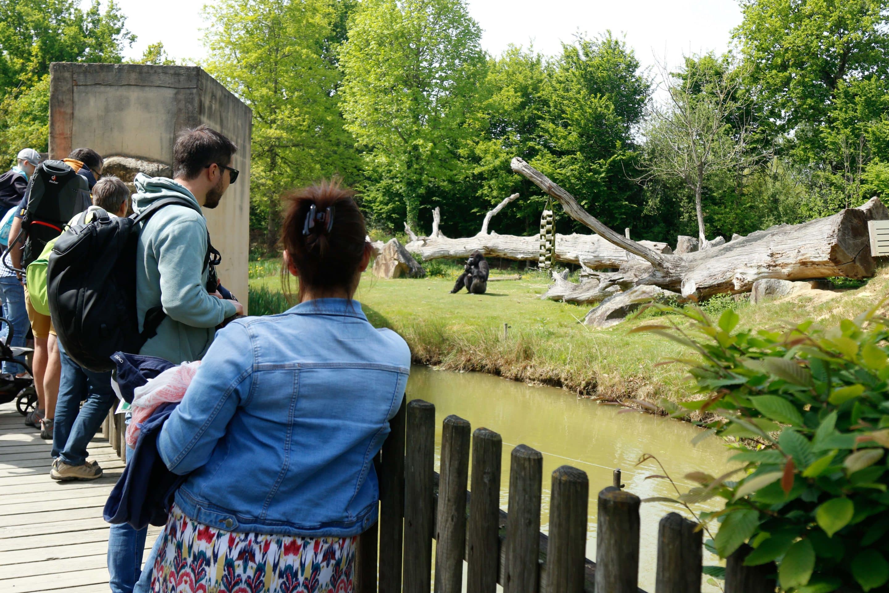 visiteurs facent aux grands singes