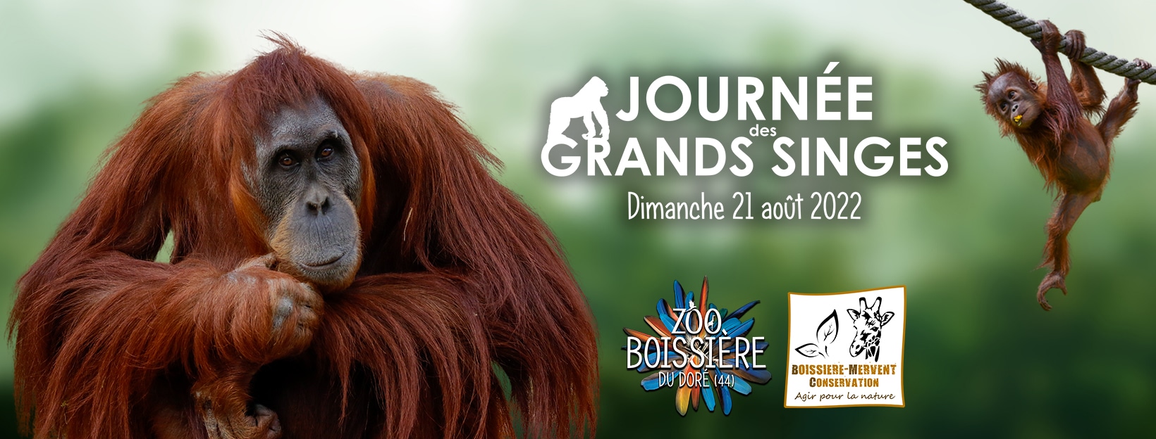 journée des grands singes