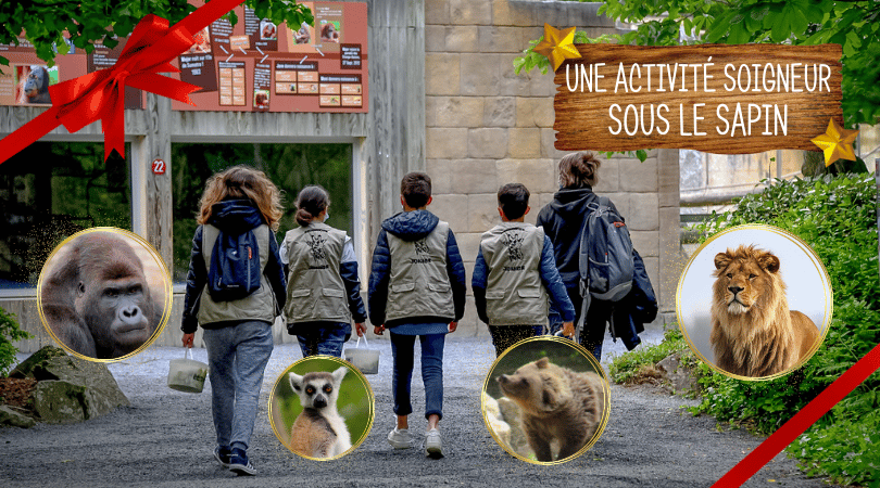 activités soigneurs