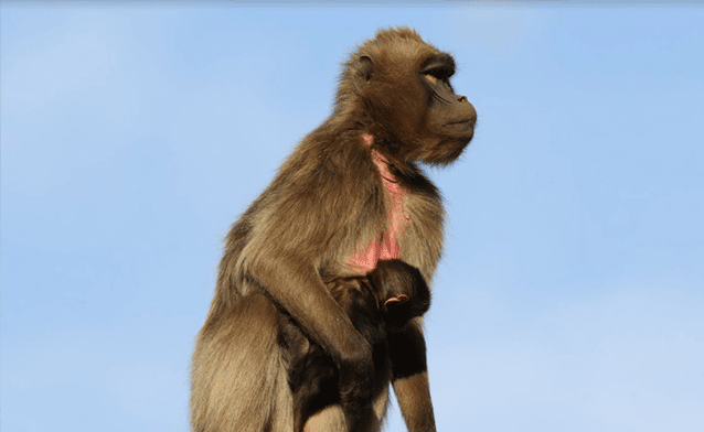gelada