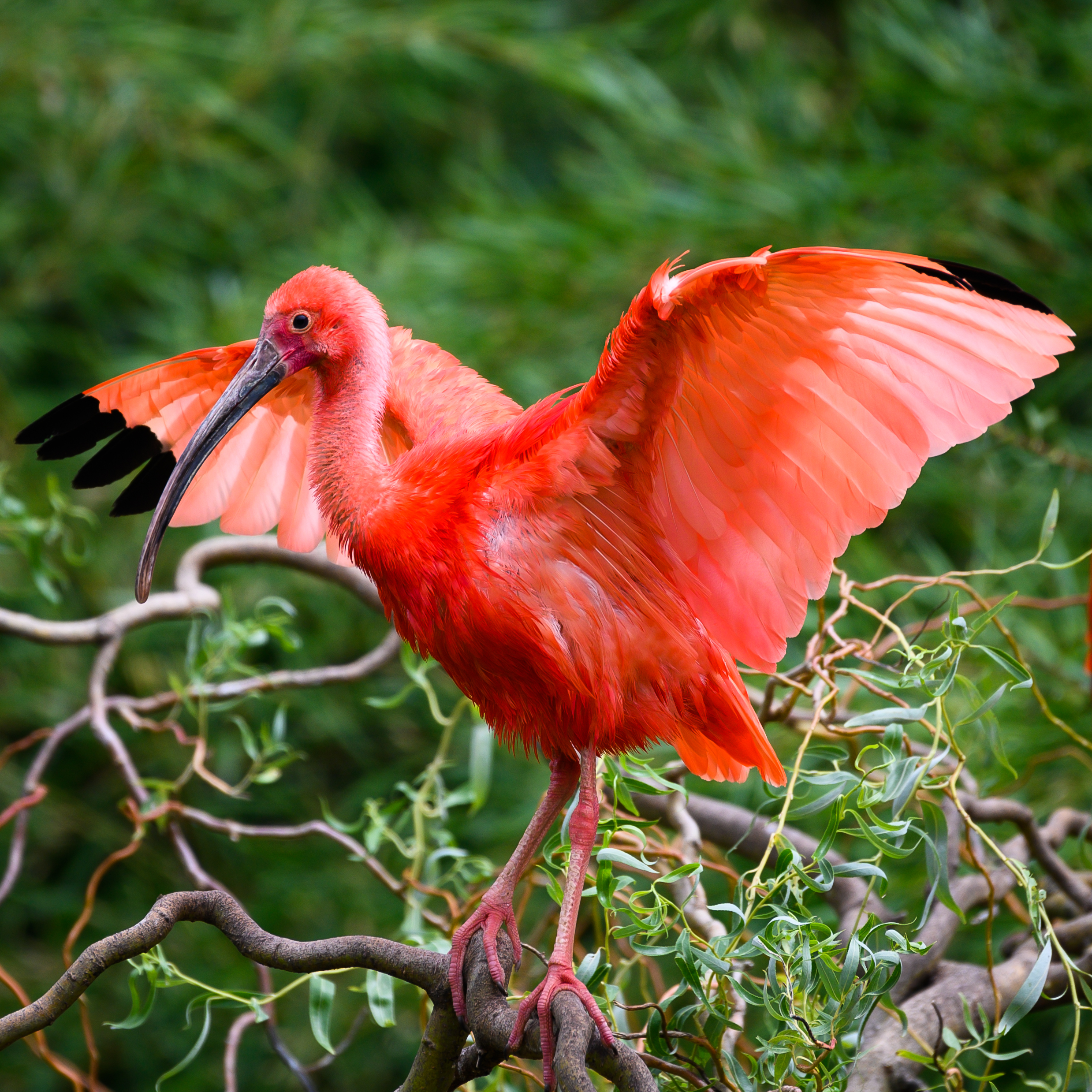 ibis - barbas
