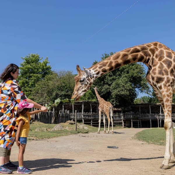 Activité Soigneur Family VIP