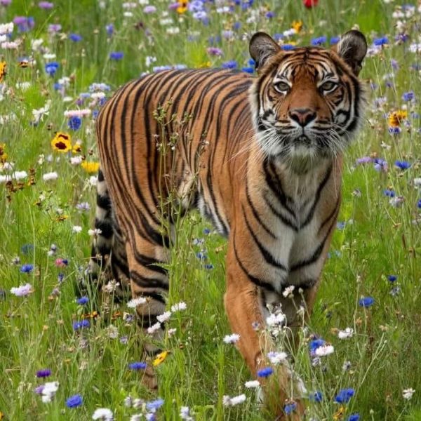 Activité Soigneur VIP