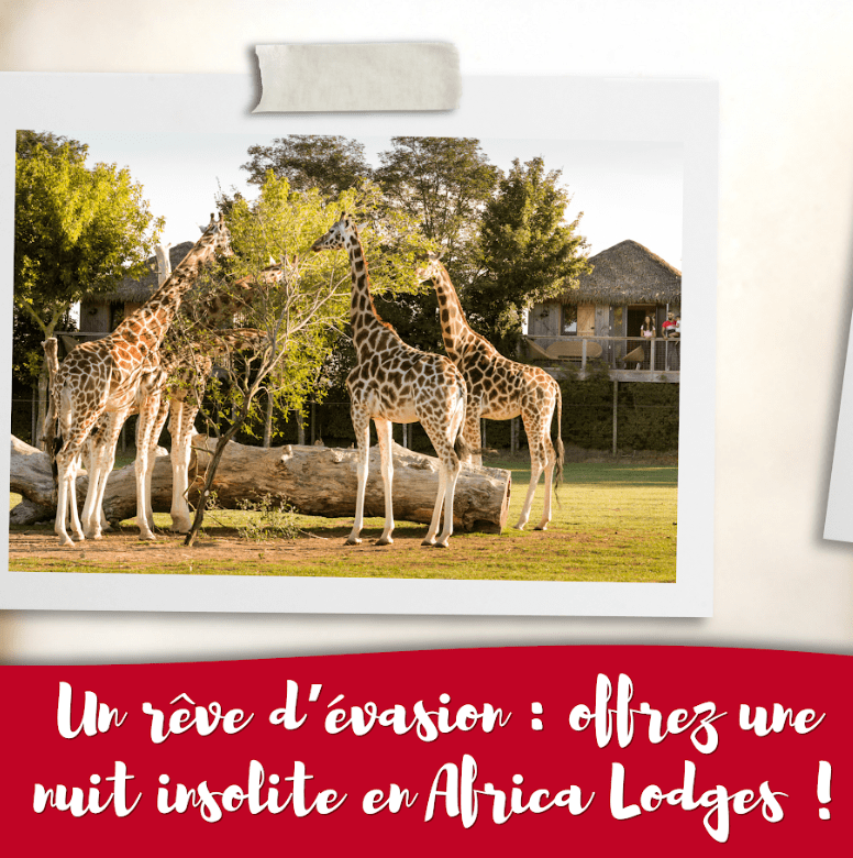 africa lodge-min africa_lodge_cadeau_zoo