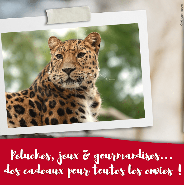 boutique-min africa_lodge_cadeau_zoo
