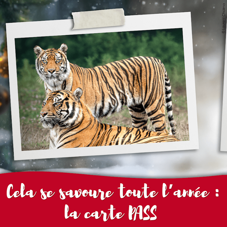 carte pass-min africa_lodge_cadeau_zoo