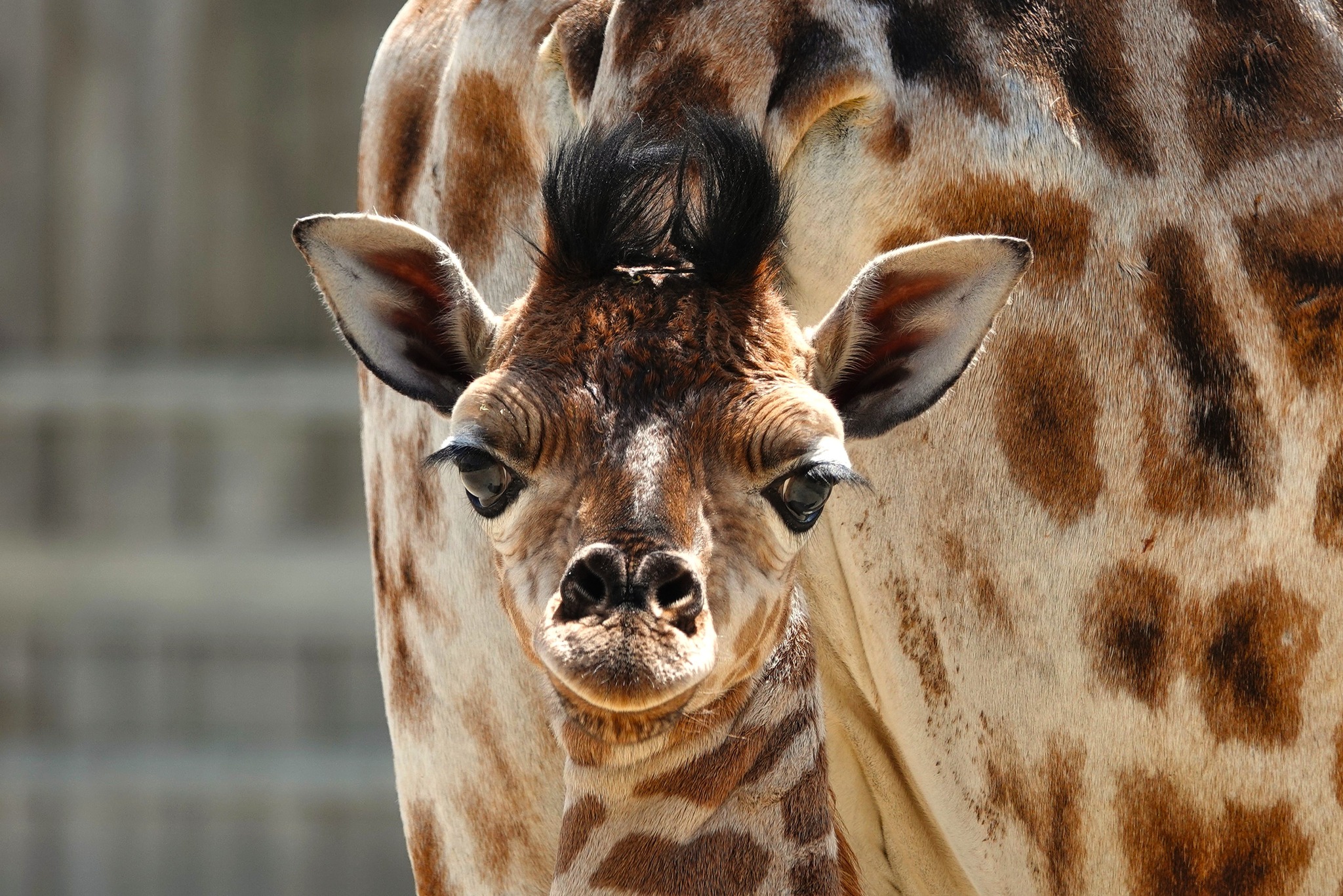 Girafon naissance Zoo Boissiere