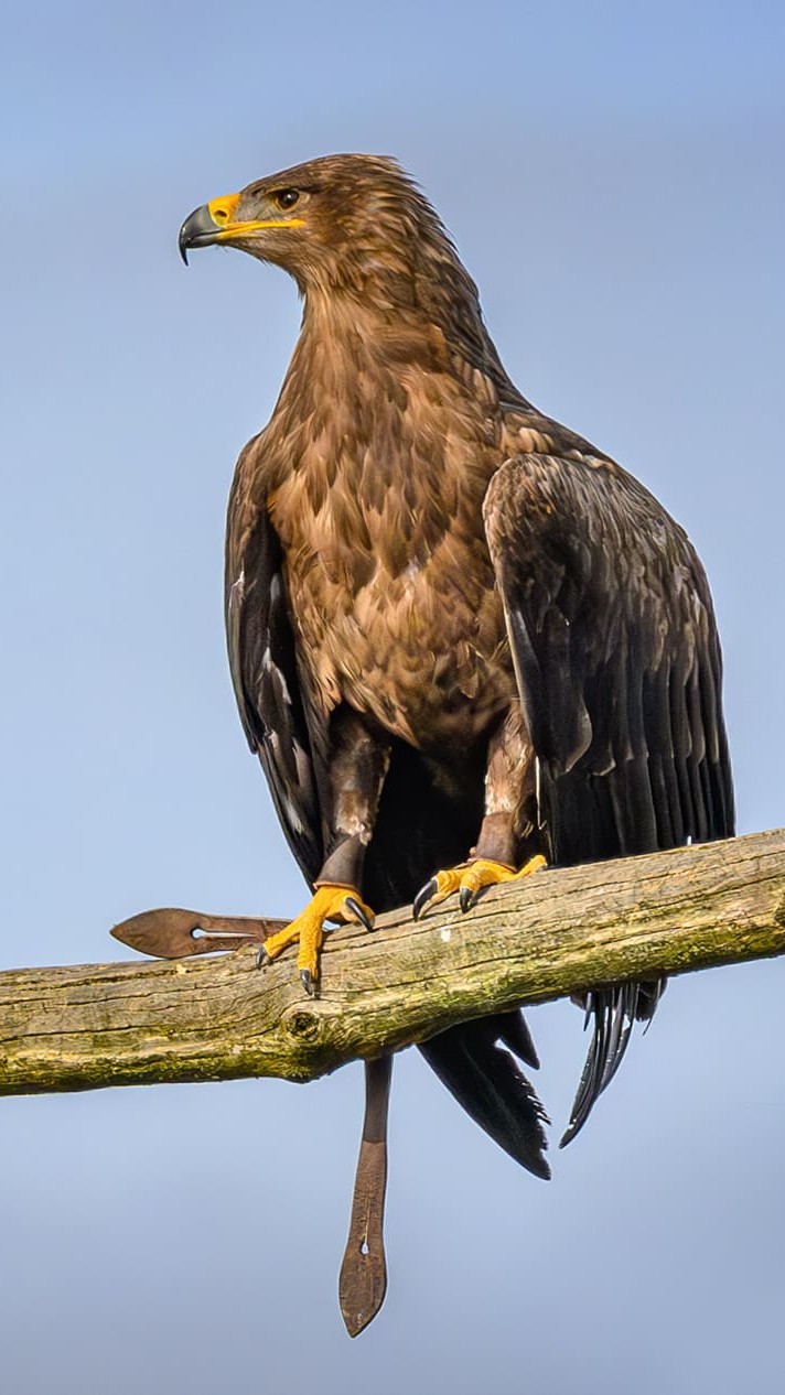 aigle steppe passeport cigogne maguari