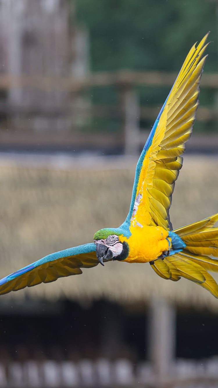 ararauna passeport cigogne maguari