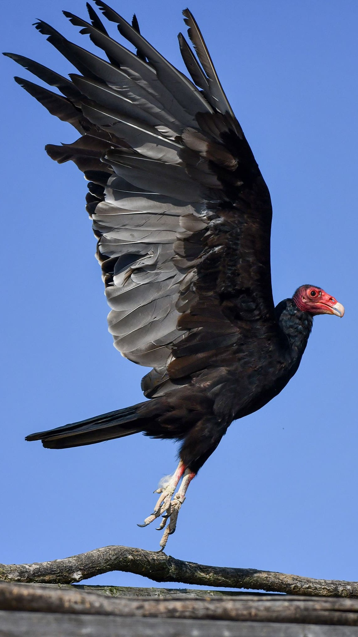 aura passeport cigogne maguari