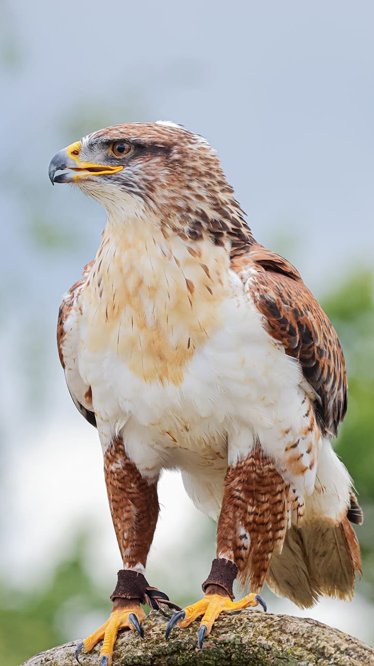 buse royale passeport cigogne maguari