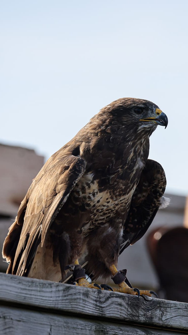 buse variable passeport cigogne maguari