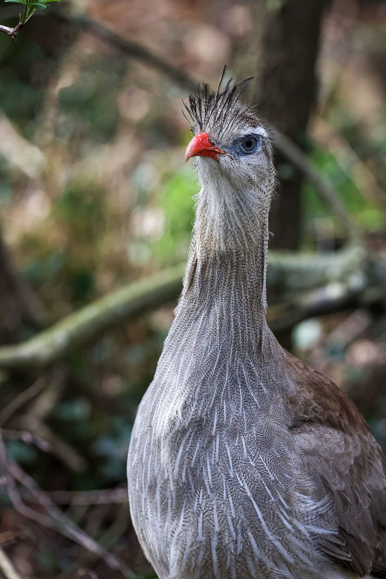 cariama passeport cigogne maguari
