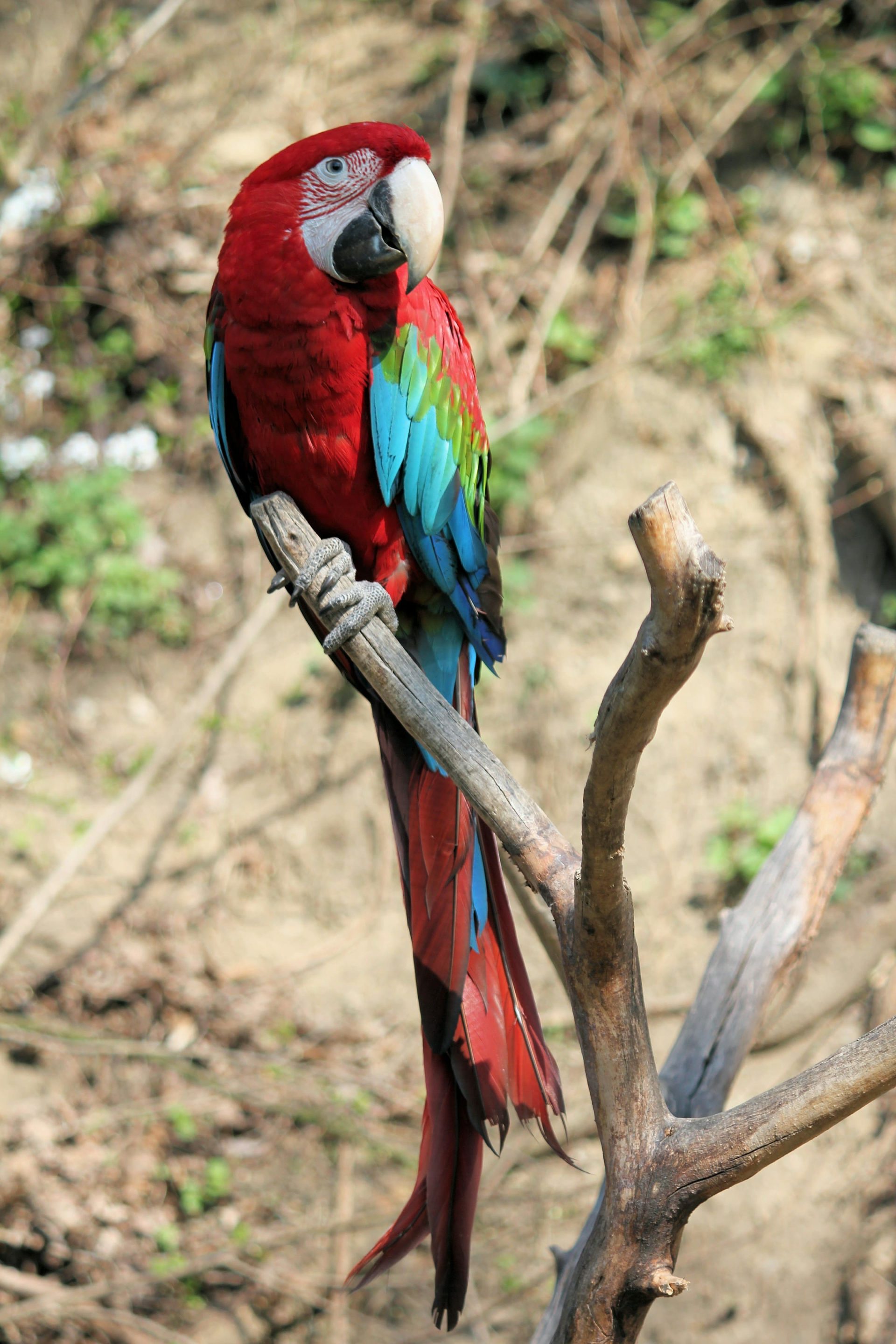 cigogne maguari