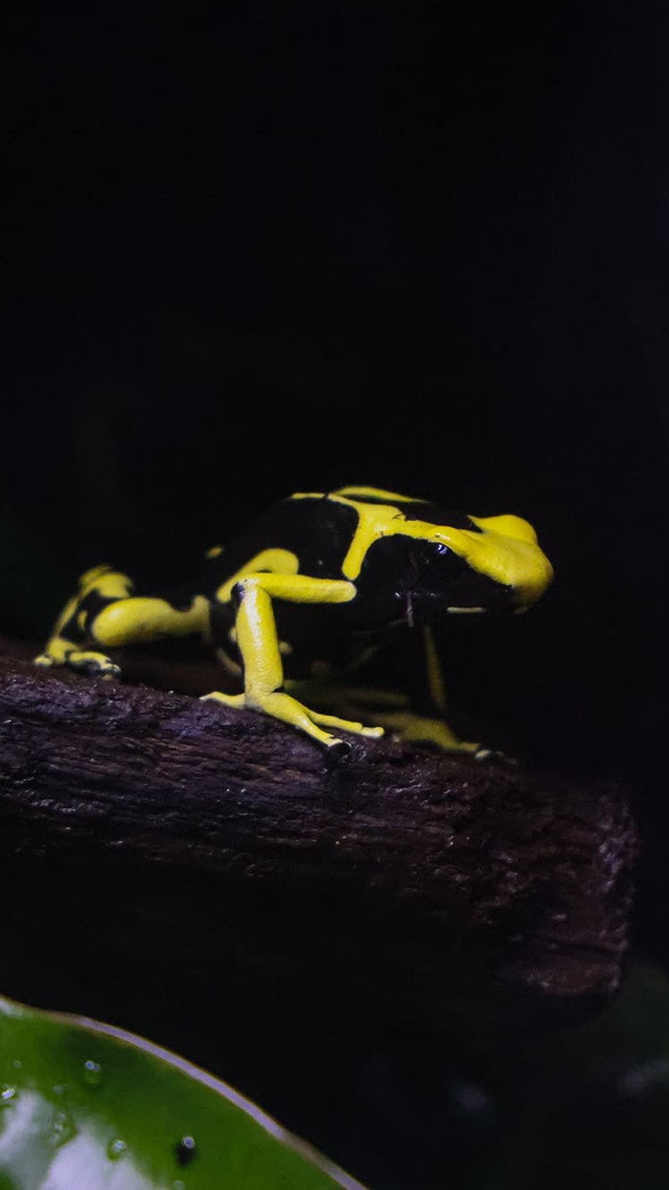 dendro jaguar passeport