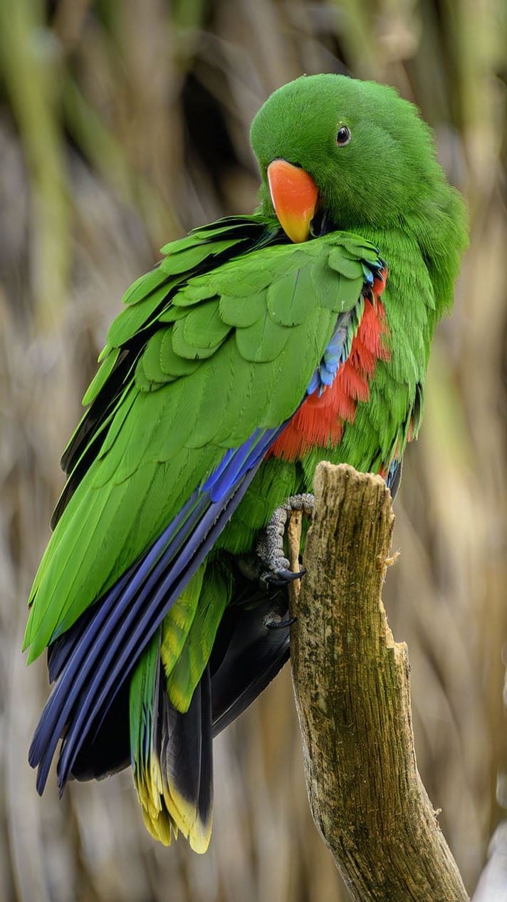 cigogne maguari
