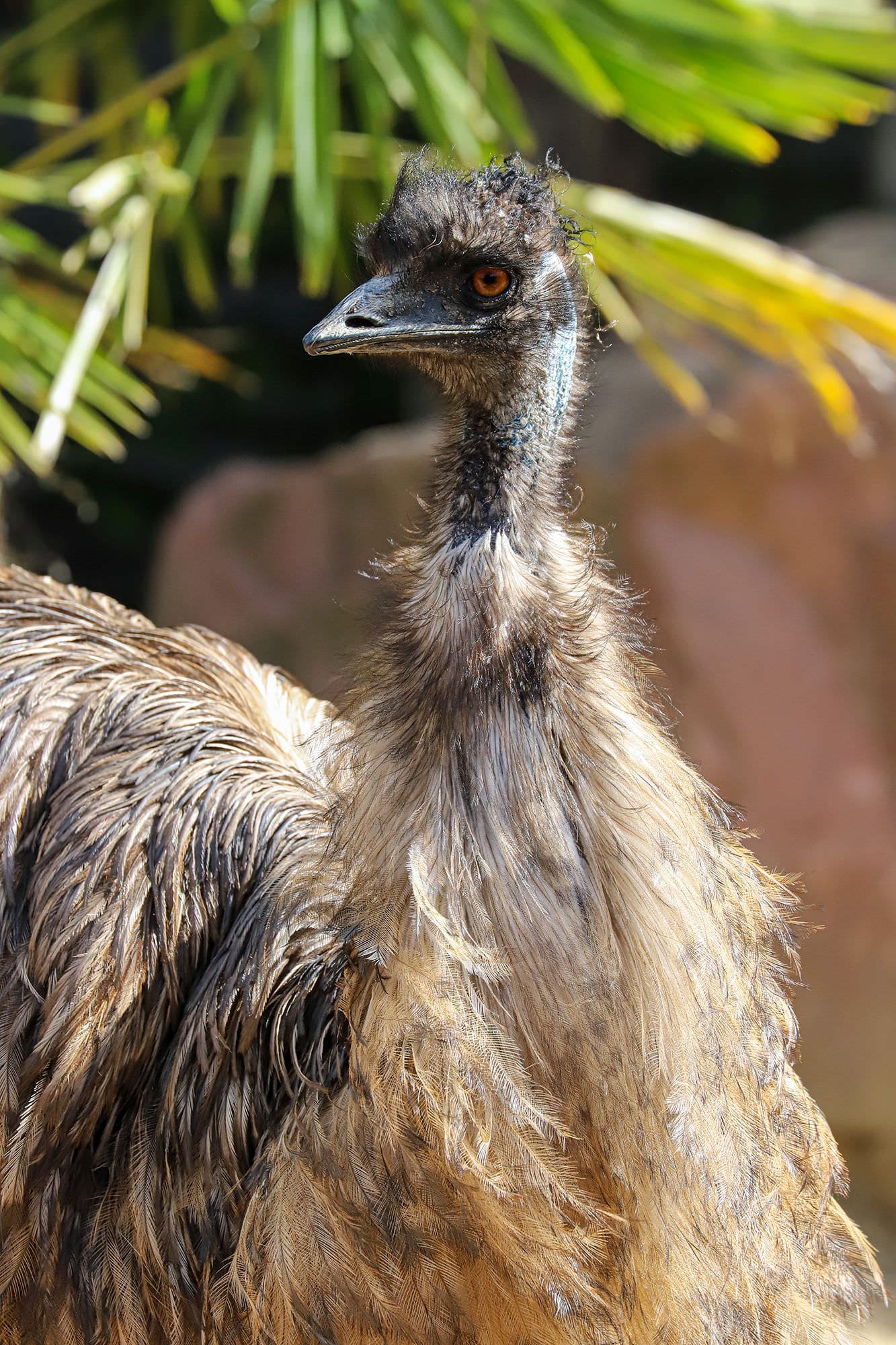 emeu passeport cigogne maguari