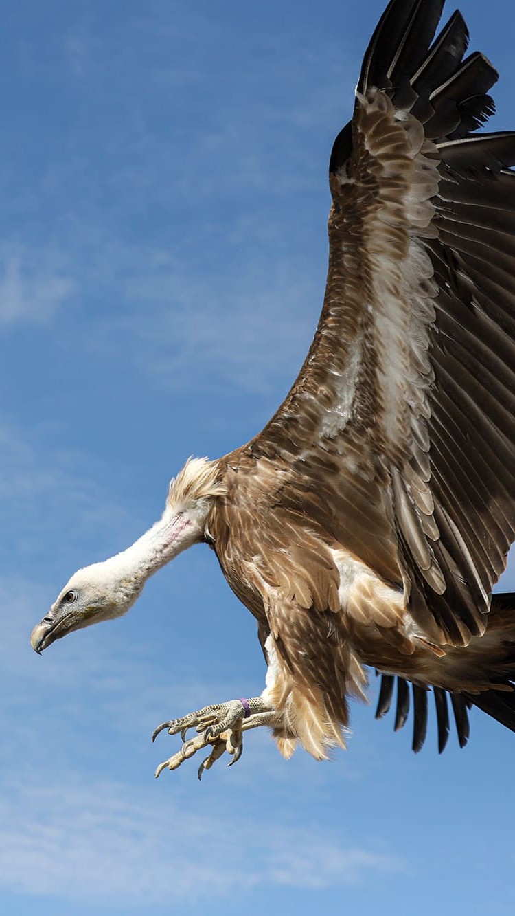 fauve passeport cigogne maguari