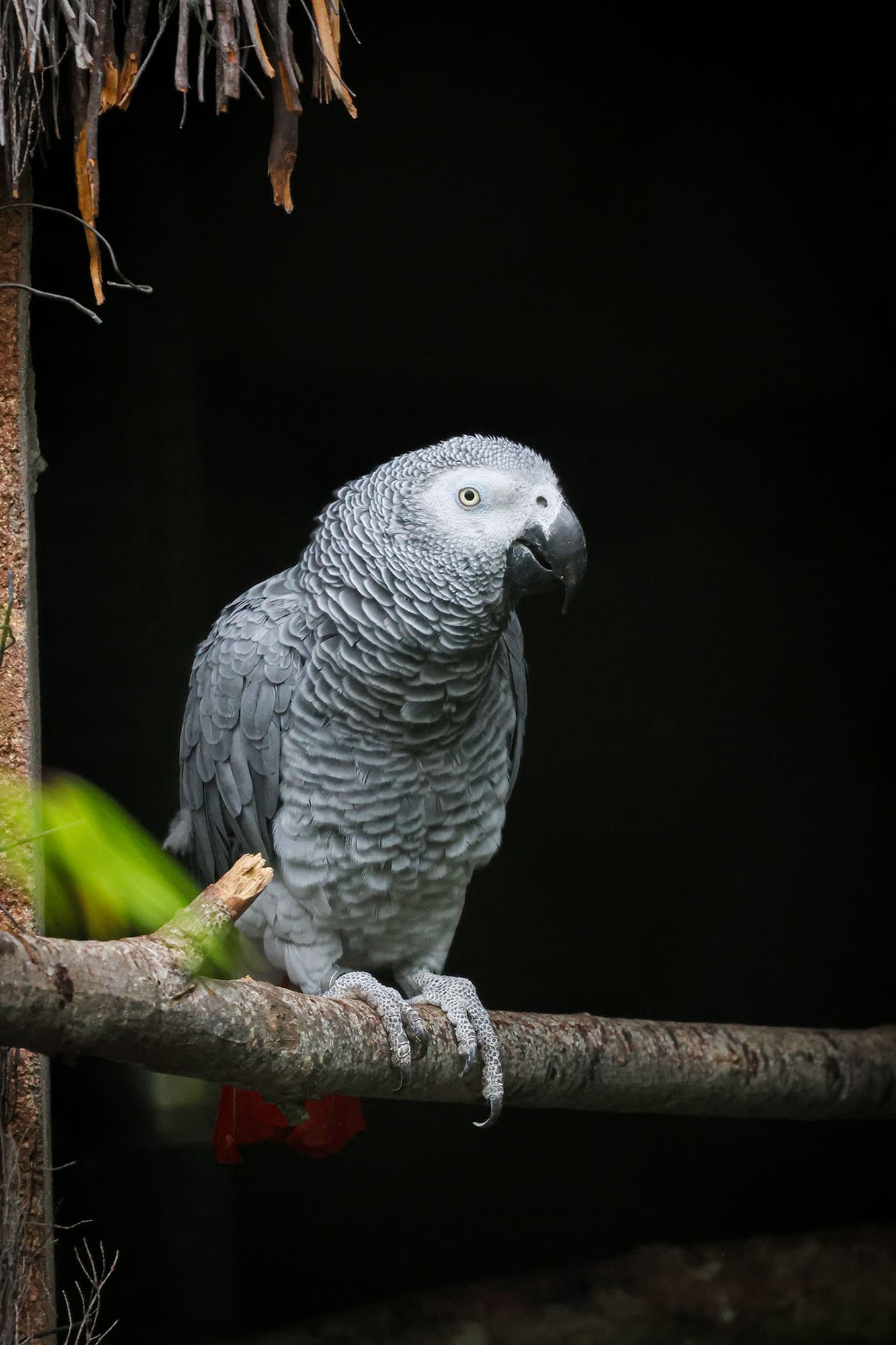 gris passeport cigogne maguari