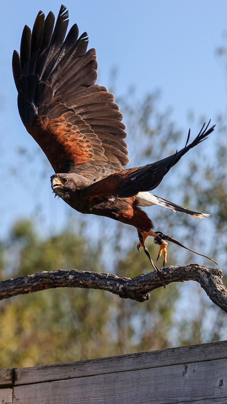 harris passeport cigogne maguari