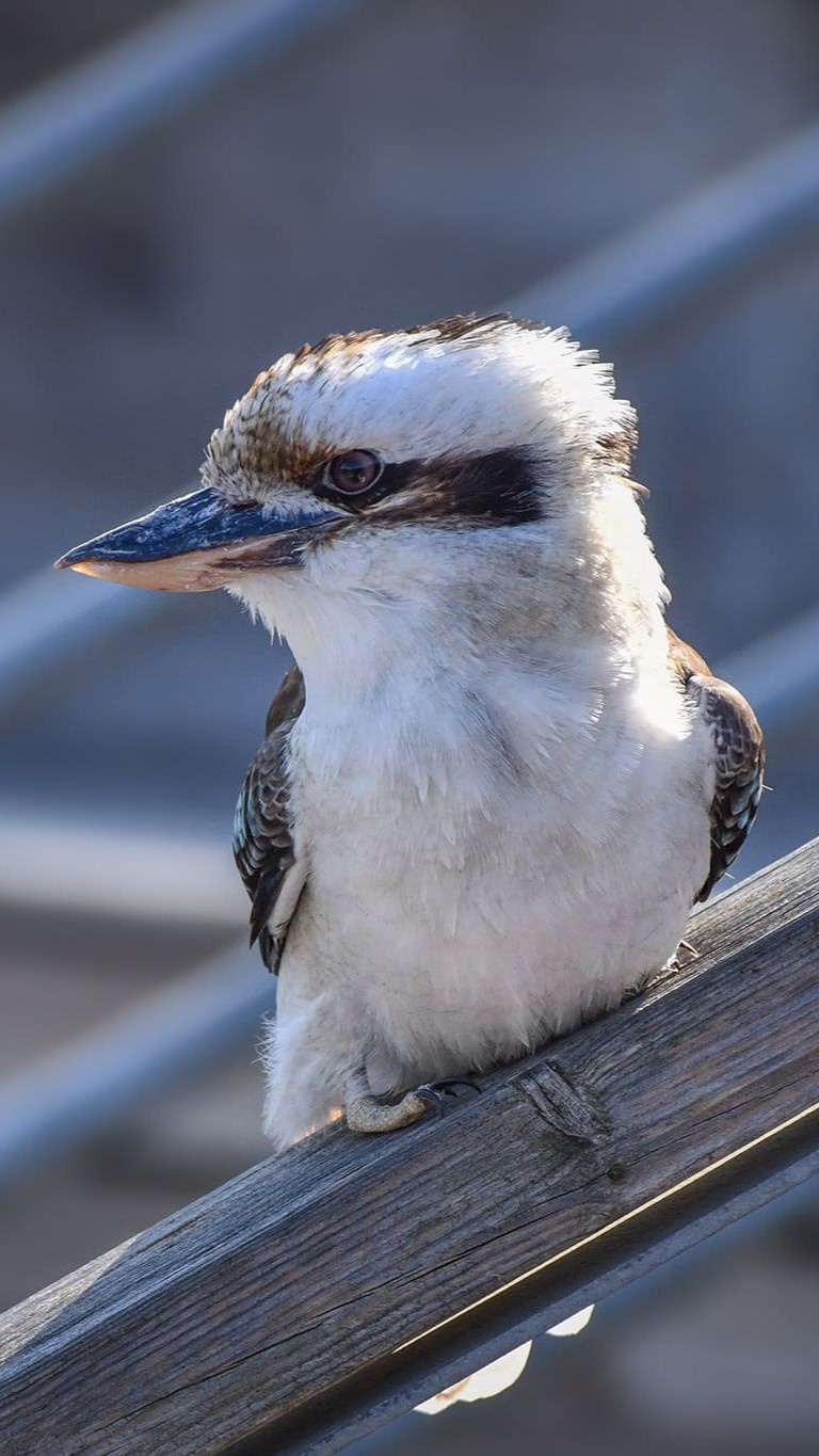 kooka rieur passeport cigogne maguari