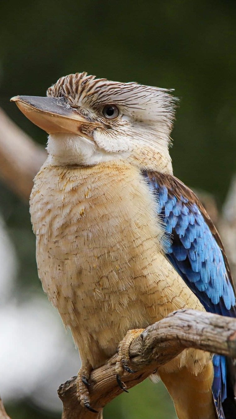 kookaburra passeport cigogne maguari