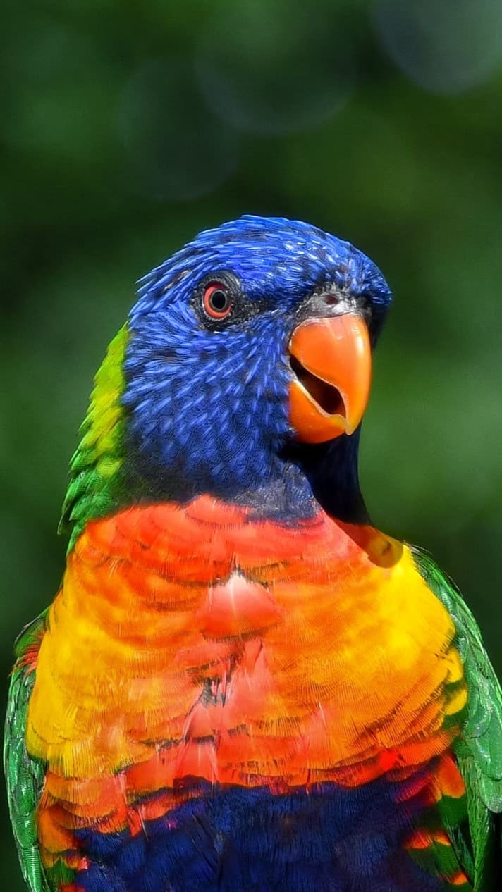 loriquet passeport cigogne maguari