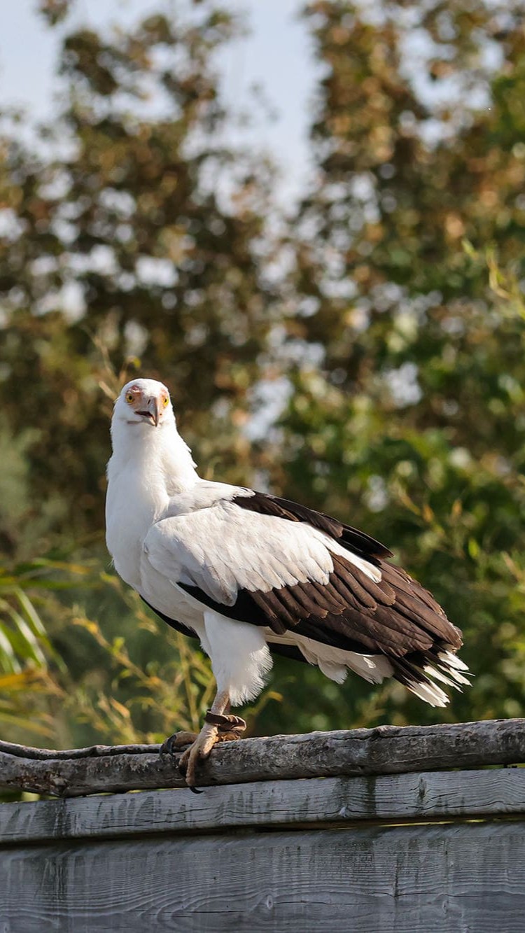 palmiste passeport cigogne maguari