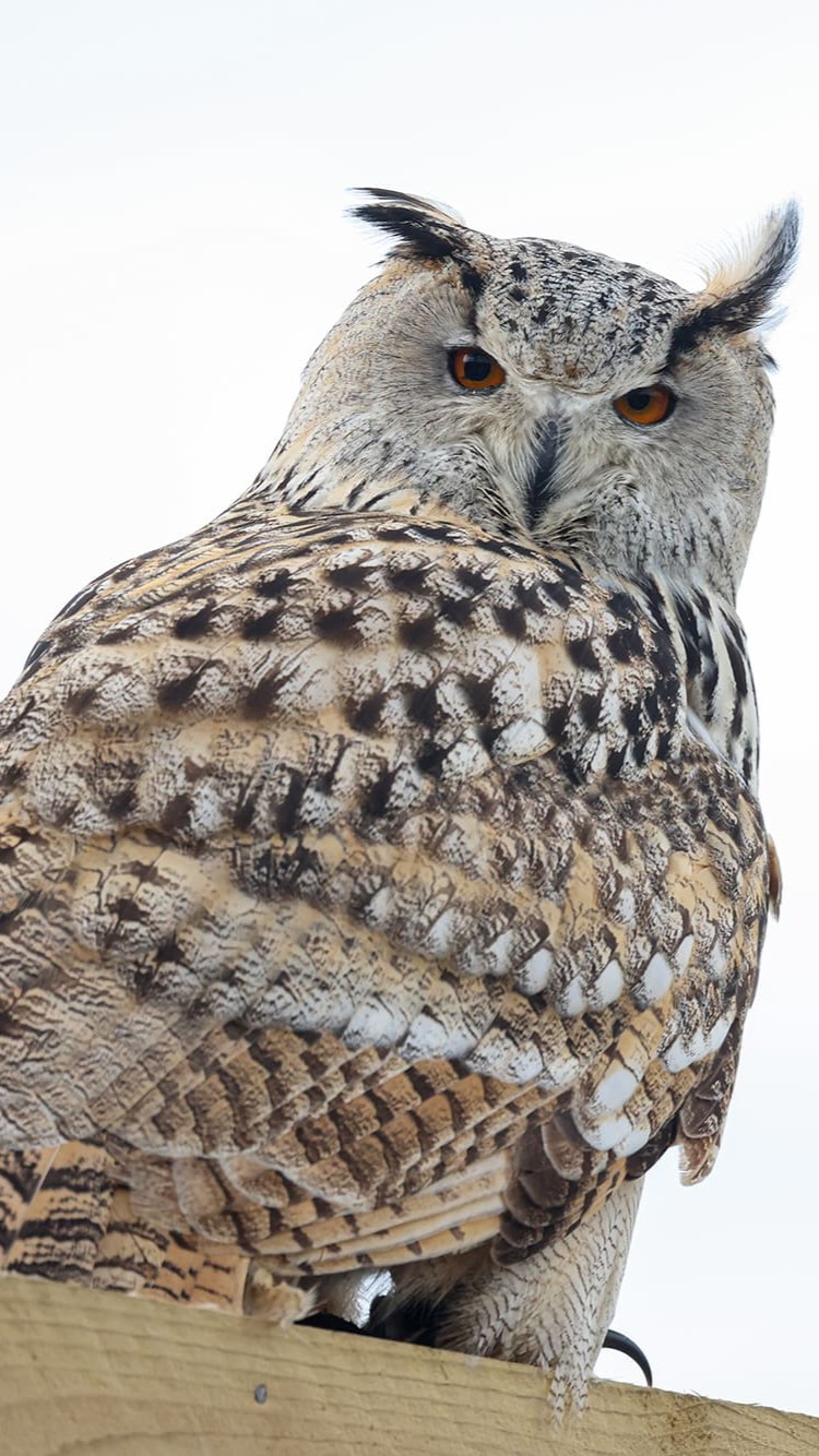 cigogne maguari
