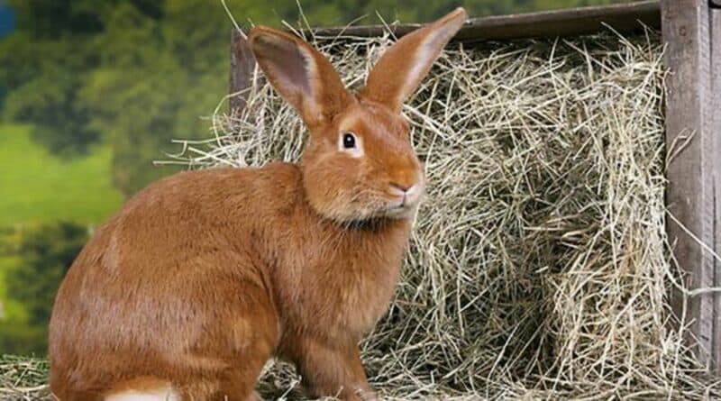 passeport lapin cigogne maguari